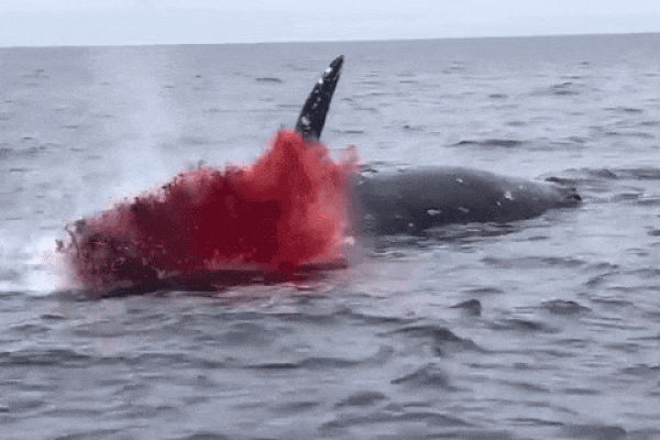 Cá voi húc tung thuyền du lịch lên không trung, nhiều người bị thương-1