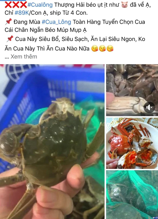 Loại cua nhà giàu giá rẻ bất ngờ bán đầy chợ mạng, tiểu thương tiết lộ sự thật-1