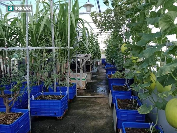 Có gì trong khu vườn của đại gia trái cây trên sân thượng?-3