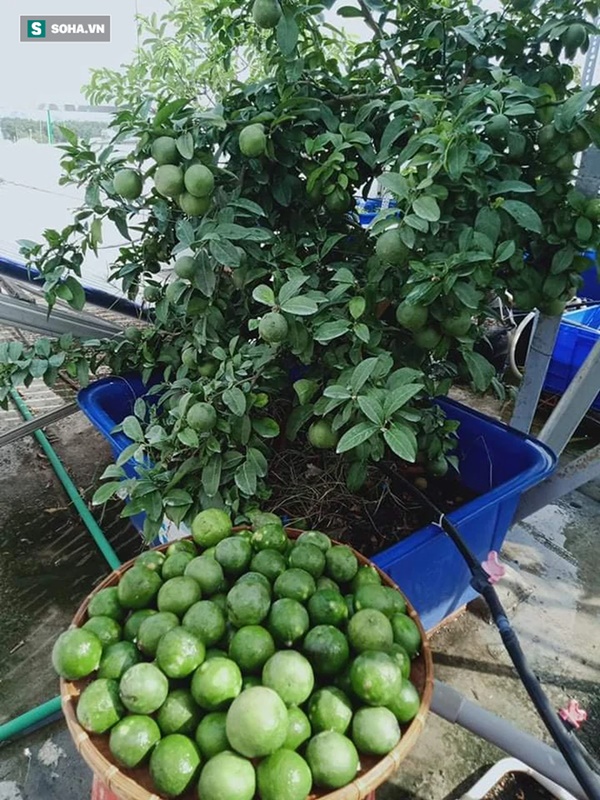 Có gì trong khu vườn của đại gia trái cây trên sân thượng?-2