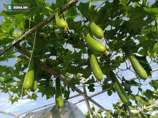 Có gì trong khu vườn của đại gia trái cây trên sân thượng?-14