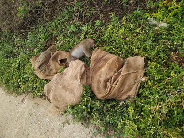 Phát hiện vài bao tải khả nghi chỏng chơ bên đường, người dân báo cảnh sát rồi phát hiện trọng tội tàn nhẫn-1