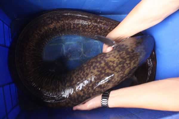 Loài cá đặc sản ở Việt Nam được ví như linh dược của đàn ông, người nước ngoài cũng săn lùng-2