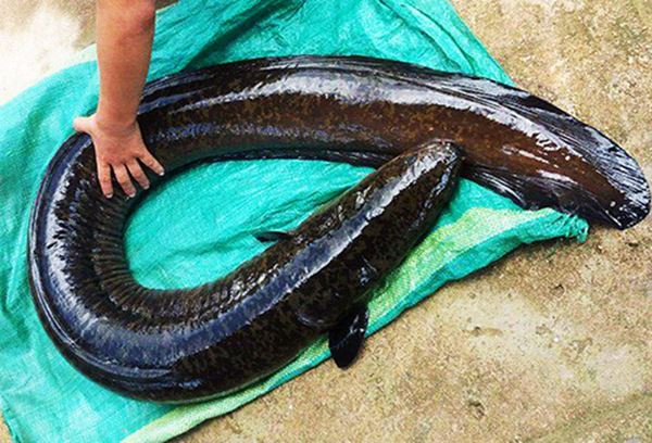 Loài cá đặc sản ở Việt Nam được ví như linh dược của đàn ông, người nước ngoài cũng săn lùng-3