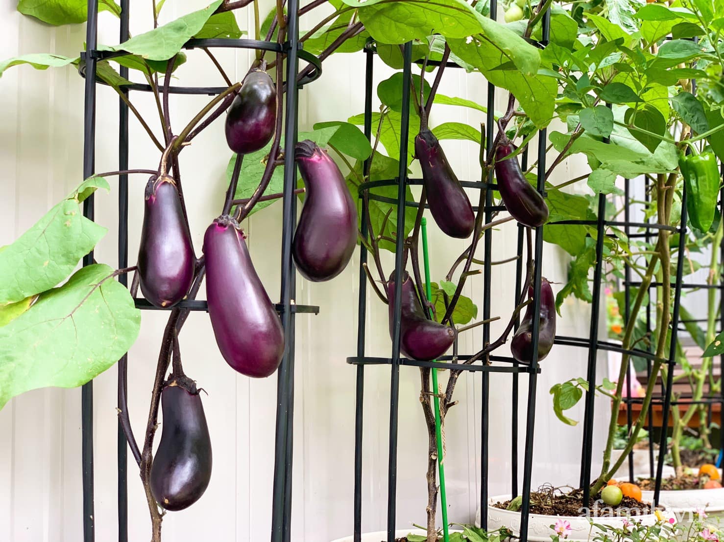 Tận dụng khoảng sân trước, mẹ Việt ở Nhật cải tạo thành khu vườn đẹp xinh dành tặng con gái-17