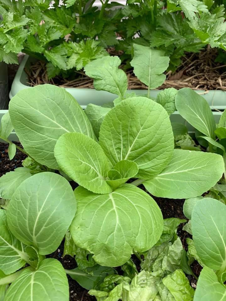 Tận dụng khoảng sân trước, mẹ Việt ở Nhật cải tạo thành khu vườn đẹp xinh dành tặng con gái-33