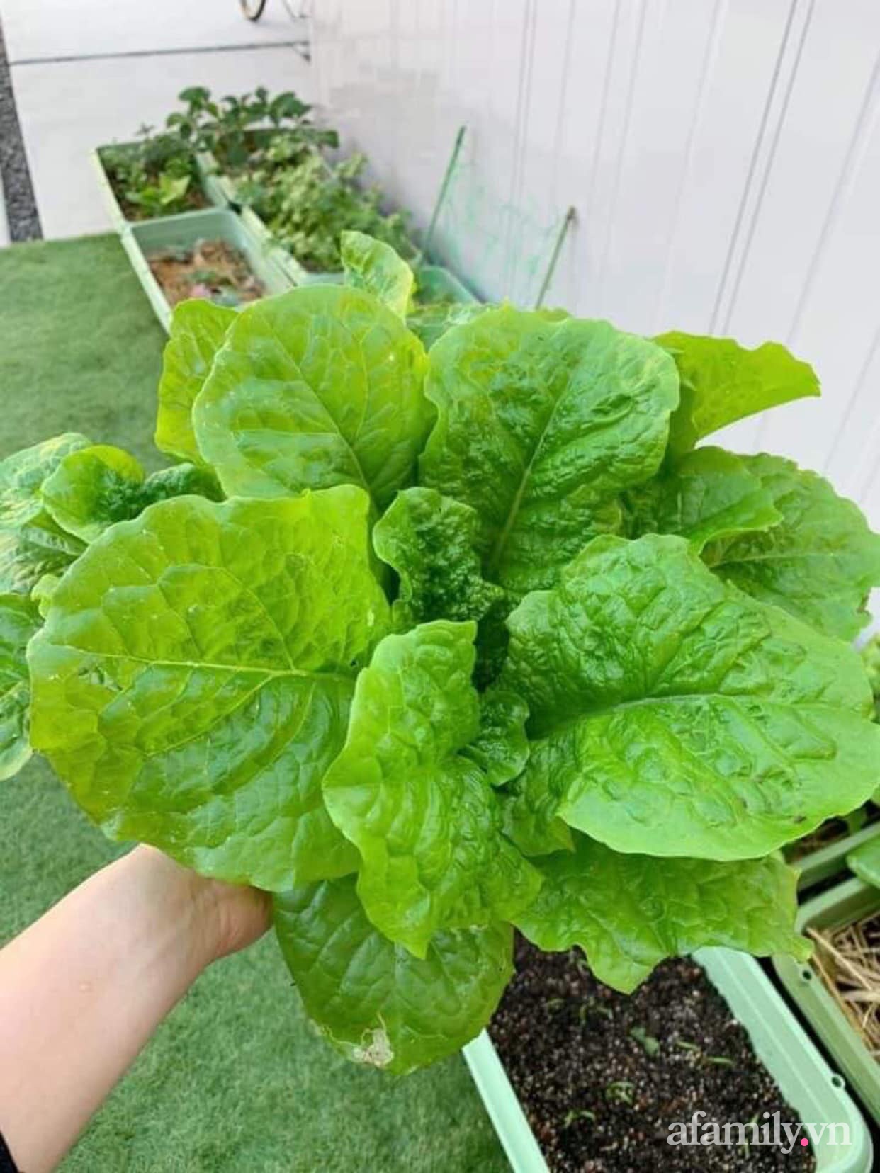 Tận dụng khoảng sân trước, mẹ Việt ở Nhật cải tạo thành khu vườn đẹp xinh dành tặng con gái-27