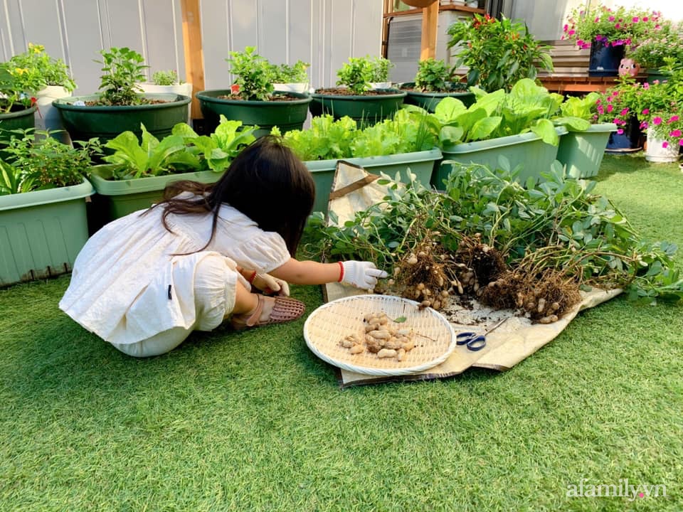 Tận dụng khoảng sân trước, mẹ Việt ở Nhật cải tạo thành khu vườn đẹp xinh dành tặng con gái-18