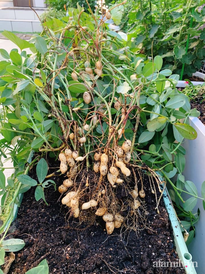 Tận dụng khoảng sân trước, mẹ Việt ở Nhật cải tạo thành khu vườn đẹp xinh dành tặng con gái-28