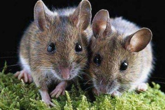 Có chuột trên trần nhà? Hướng dẫn bạn một mẹo nhỏ, bạn không cần tốn một xu để khiến tất cả lũ chuột biến mất