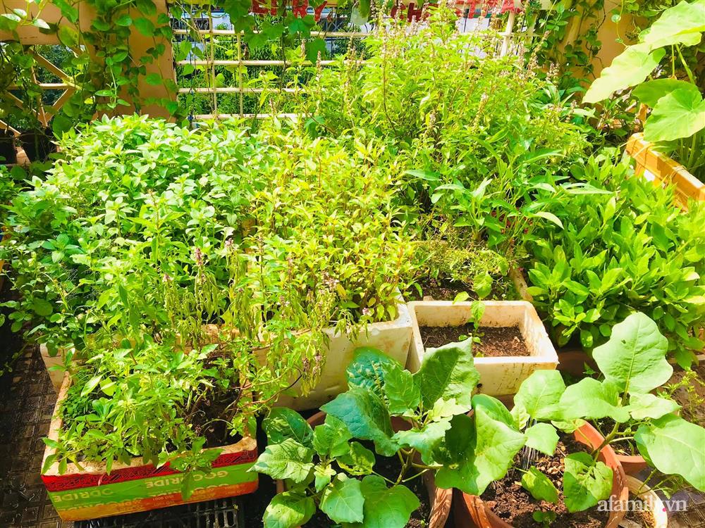 Sân thượng 20m² xanh mướt có đủ rau, hoa, góc thưởng trà thư giãn ở Sài Gòn-5