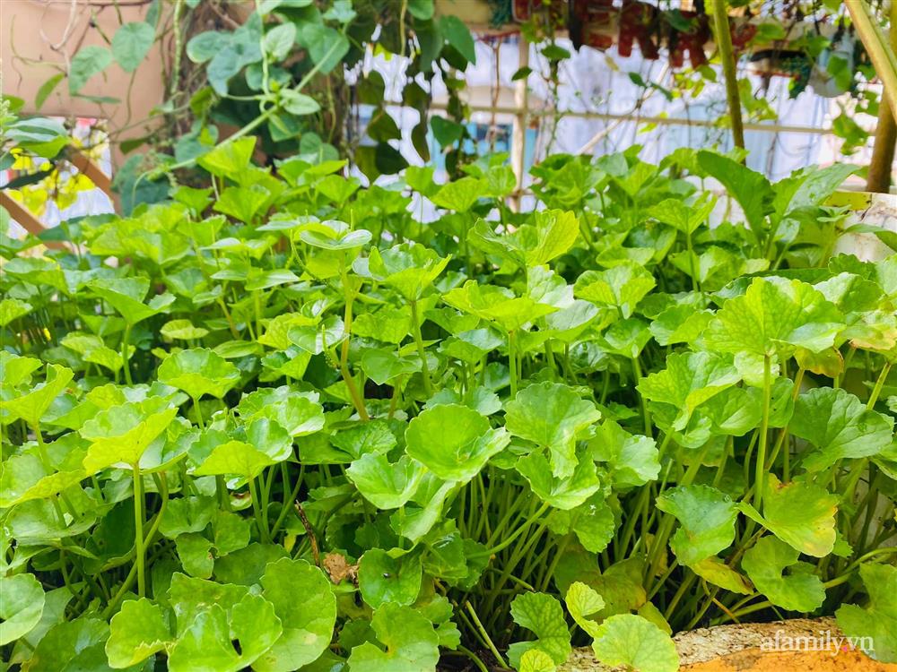 Sân thượng 20m² xanh mướt có đủ rau, hoa, góc thưởng trà thư giãn ở Sài Gòn-10