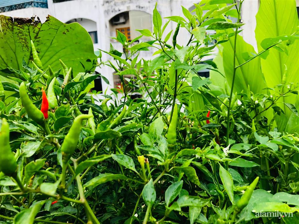 Sân thượng 20m² xanh mướt có đủ rau, hoa, góc thưởng trà thư giãn ở Sài Gòn-11