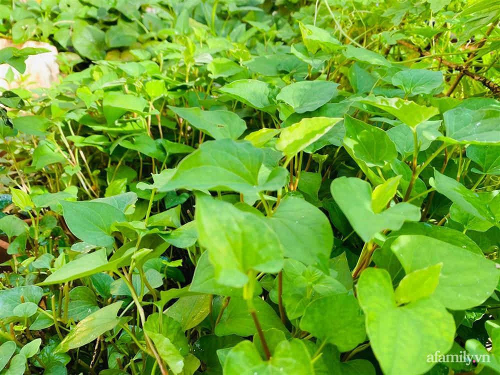 Sân thượng 20m² xanh mướt có đủ rau, hoa, góc thưởng trà thư giãn ở Sài Gòn-13