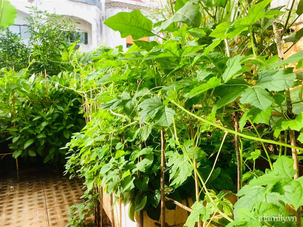 Sân thượng 20m² xanh mướt có đủ rau, hoa, góc thưởng trà thư giãn ở Sài Gòn-8