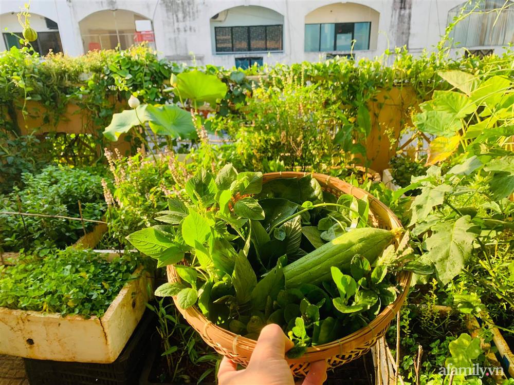 Sân thượng 20m² xanh mướt có đủ rau, hoa, góc thưởng trà thư giãn ở Sài Gòn-9