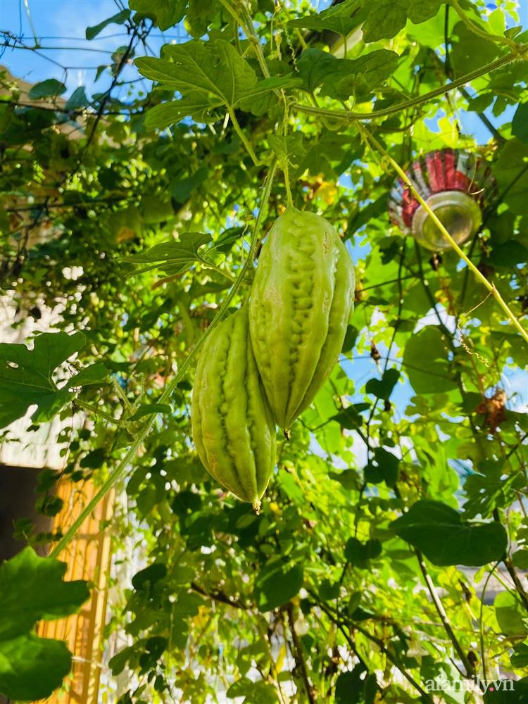 Sân thượng 20m² xanh mướt có đủ rau, hoa, góc thưởng trà thư giãn ở Sài Gòn-15