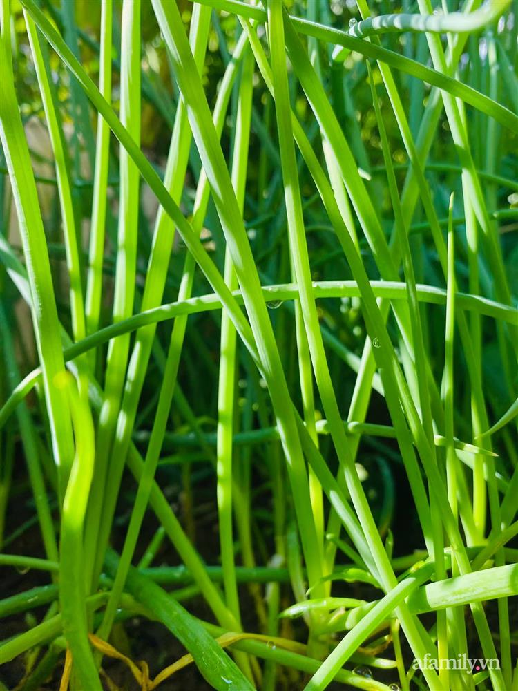 Sân thượng 20m² xanh mướt có đủ rau, hoa, góc thưởng trà thư giãn ở Sài Gòn-16