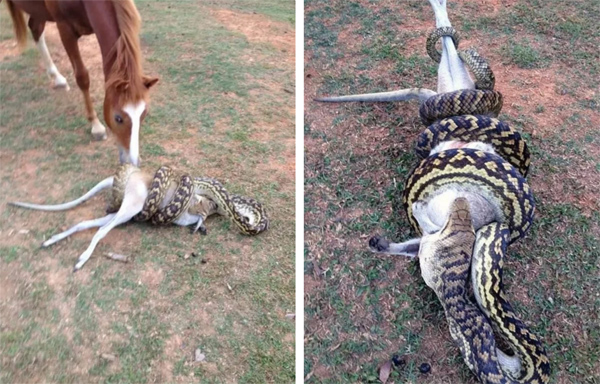 Dân mạng ố á với cảnh trăn khủng nuốt chửng con mồi to gấp nhiều lần cơ thể, diễn biến tiếp theo khiến nhân chứng thảng thốt-1