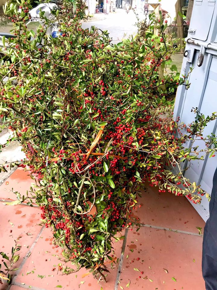 Rộ cơn sốt cắm cherry rừng giá 150.000 đồng được 5 cành lá và quả sai trĩu, ai cũng phải thốt lên: rẻ mà đẹp-1