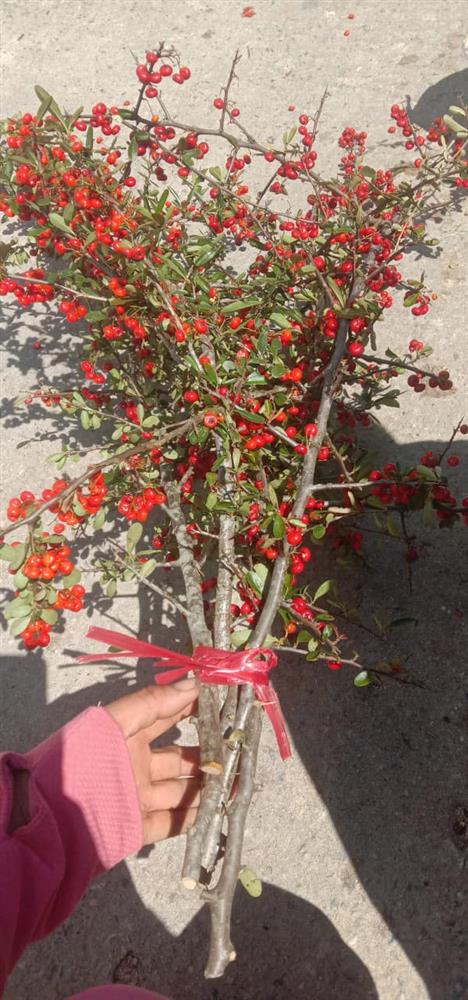 Rộ cơn sốt cắm cherry rừng giá 150.000 đồng được 5 cành lá và quả sai trĩu, ai cũng phải thốt lên: rẻ mà đẹp-2