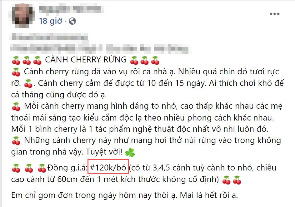 Rộ cơn sốt cắm cherry rừng giá 150.000 đồng được 5 cành lá và quả sai trĩu, ai cũng phải thốt lên: rẻ mà đẹp-3