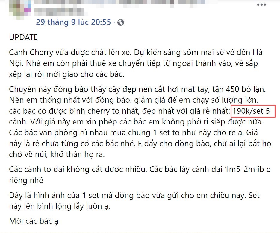 Rộ cơn sốt cắm cherry rừng giá 150.000 đồng được 5 cành lá và quả sai trĩu, ai cũng phải thốt lên: rẻ mà đẹp-4