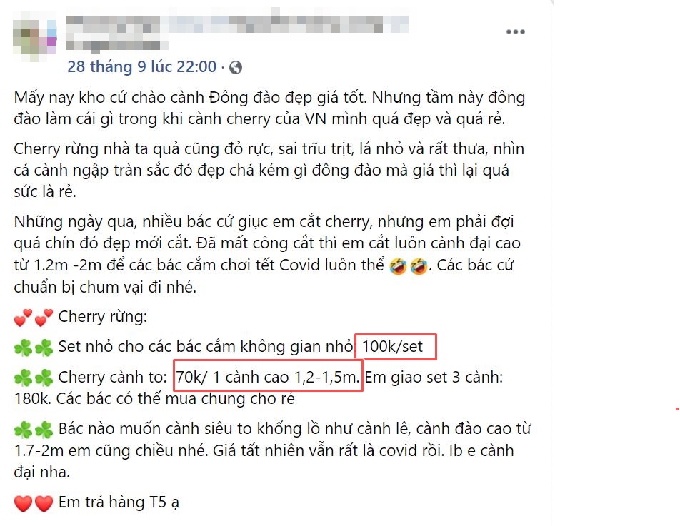 Rộ cơn sốt cắm cherry rừng giá 150.000 đồng được 5 cành lá và quả sai trĩu, ai cũng phải thốt lên: rẻ mà đẹp-5