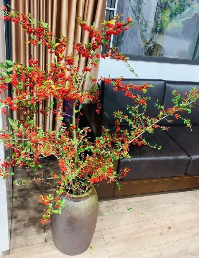 Rộ cơn sốt cắm cherry rừng giá 150.000 đồng được 5 cành lá và quả sai trĩu, ai cũng phải thốt lên: rẻ mà đẹp-10