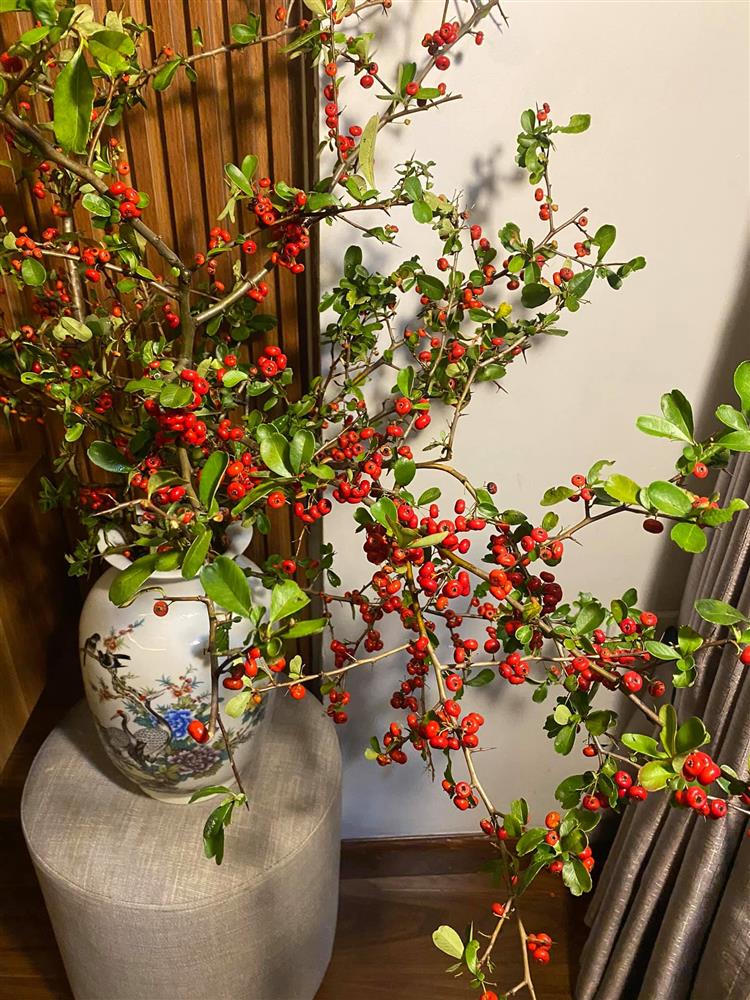 Rộ cơn sốt cắm cherry rừng giá 150.000 đồng được 5 cành lá và quả sai trĩu, ai cũng phải thốt lên: rẻ mà đẹp-11