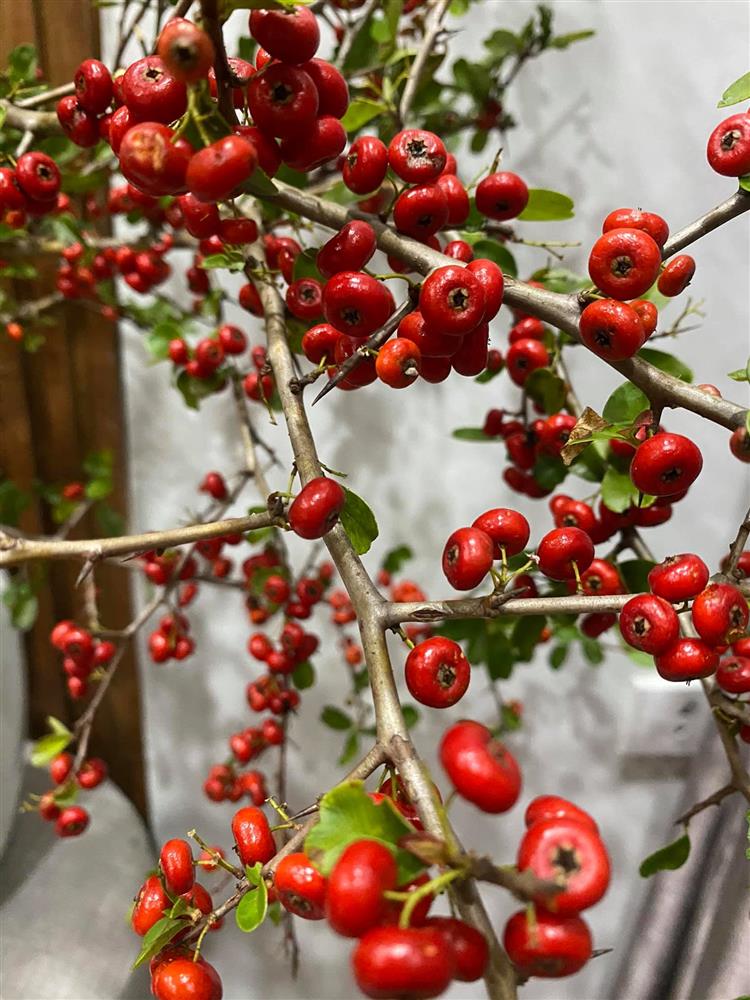 Rộ cơn sốt cắm cherry rừng giá 150.000 đồng được 5 cành lá và quả sai trĩu, ai cũng phải thốt lên: rẻ mà đẹp-13