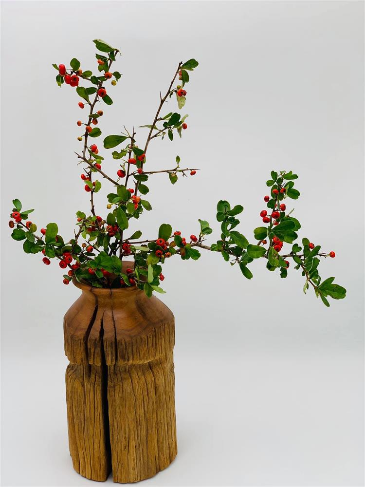 Rộ cơn sốt cắm cherry rừng giá 150.000 đồng được 5 cành lá và quả sai trĩu, ai cũng phải thốt lên: rẻ mà đẹp-17