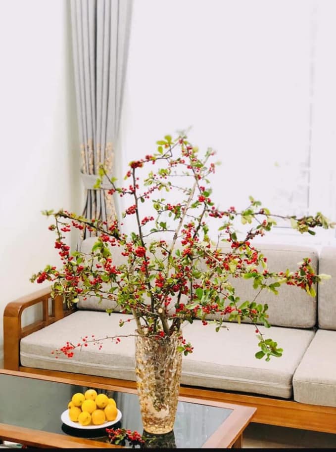 Rộ cơn sốt cắm cherry rừng giá 150.000 đồng được 5 cành lá và quả sai trĩu, ai cũng phải thốt lên: rẻ mà đẹp-8