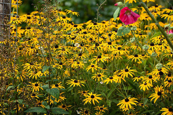 Con rể đi không hỏi, về không chào, cả ngày chẳng nói nửa lời-1