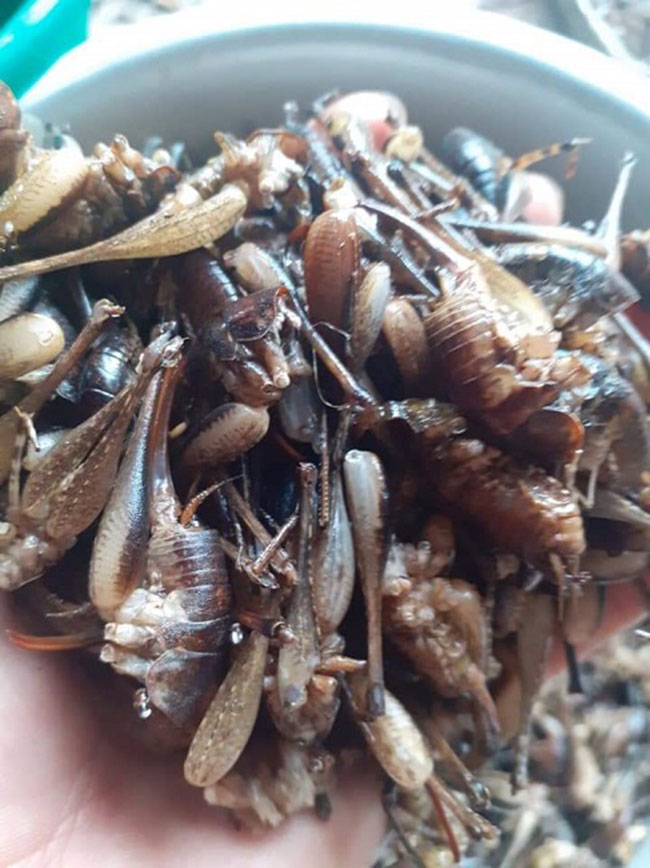 Việt Nam có một loài tôm biết leo cây, giá nửa triệu/kg, đặc sản nổi tiếng cả một vùng-3