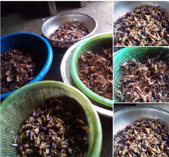 Việt Nam có một loài tôm biết leo cây, giá nửa triệu/kg, đặc sản nổi tiếng cả một vùng-10