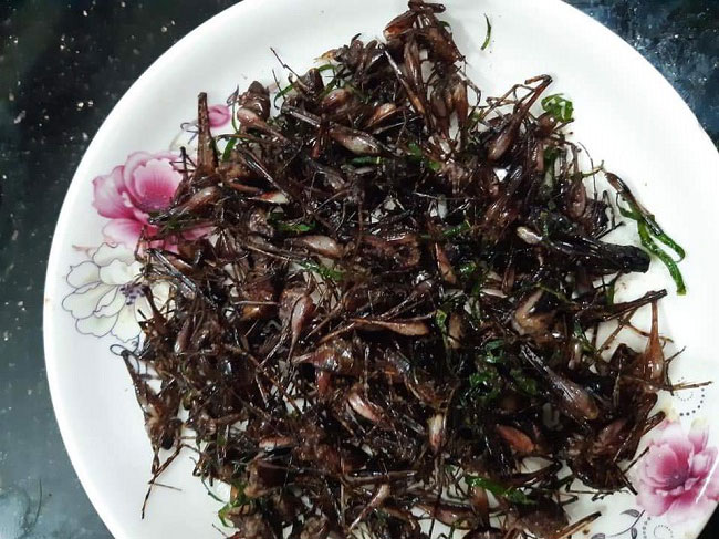 Việt Nam có một loài tôm biết leo cây, giá nửa triệu/kg, đặc sản nổi tiếng cả một vùng-11