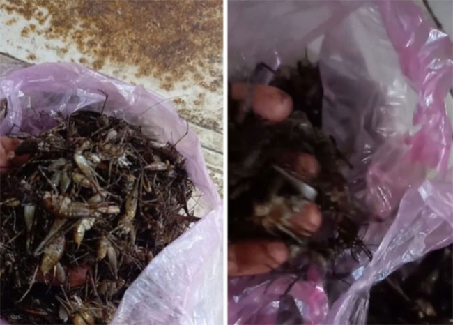 Việt Nam có một loài tôm biết leo cây, giá nửa triệu/kg, đặc sản nổi tiếng cả một vùng-12