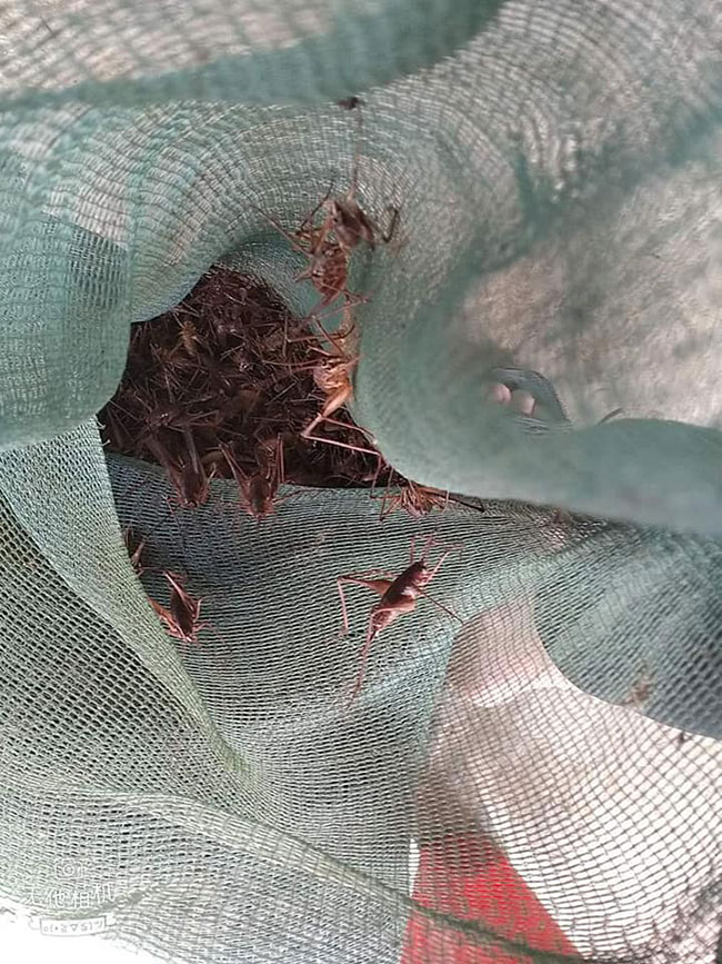 Việt Nam có một loài tôm biết leo cây, giá nửa triệu/kg, đặc sản nổi tiếng cả một vùng-6