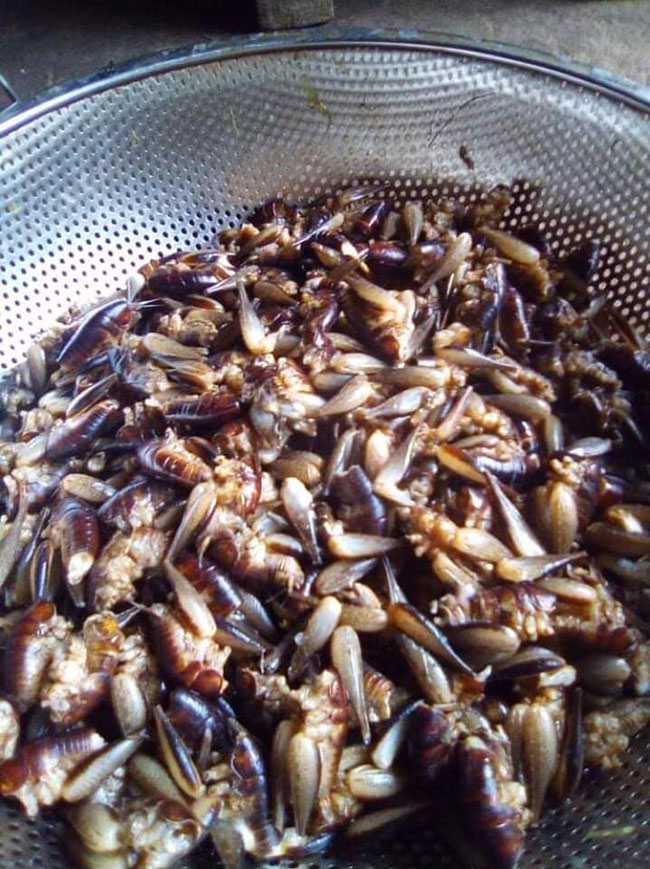 Việt Nam có một loài tôm biết leo cây, giá nửa triệu/kg, đặc sản nổi tiếng cả một vùng-8