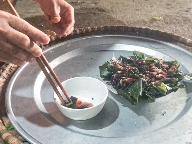 Việt Nam có một loài tôm biết leo cây, giá nửa triệu/kg, đặc sản nổi tiếng cả một vùng-9