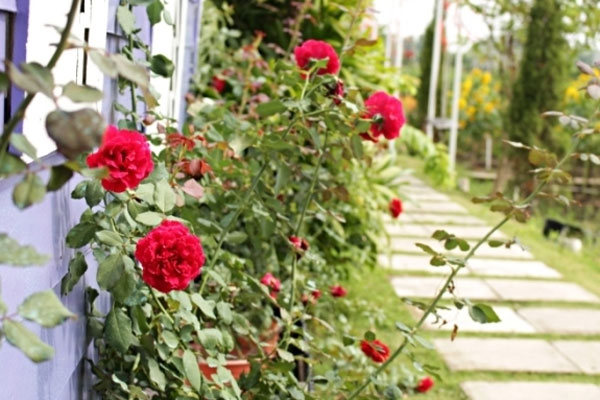 Đã quyết định chốt ngày cưới nhưng người yêu tôi đến trước cửa nhà rồi khóc lóc cầu xin chuyện động trời-3