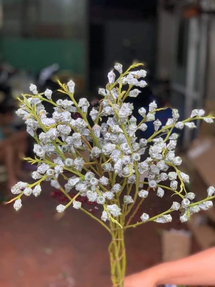 Chị em thích thú săn tìm cành hoa bạch đàn cắm chơi, giá hợp ví chỉ từ 110k/bó còn chống muỗi trong nhà hiệu quả-3