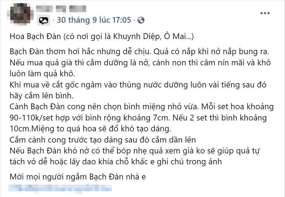 Chị em thích thú săn tìm cành hoa bạch đàn cắm chơi, giá hợp ví chỉ từ 110k/bó còn chống muỗi trong nhà hiệu quả-4