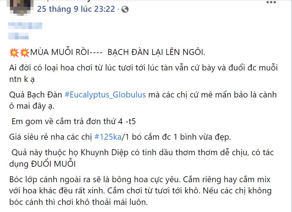 Chị em thích thú săn tìm cành hoa bạch đàn cắm chơi, giá hợp ví chỉ từ 110k/bó còn chống muỗi trong nhà hiệu quả-5