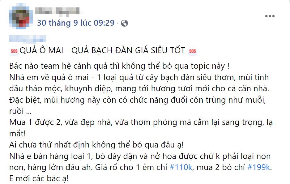 Chị em thích thú săn tìm cành hoa bạch đàn cắm chơi, giá hợp ví chỉ từ 110k/bó còn chống muỗi trong nhà hiệu quả-6