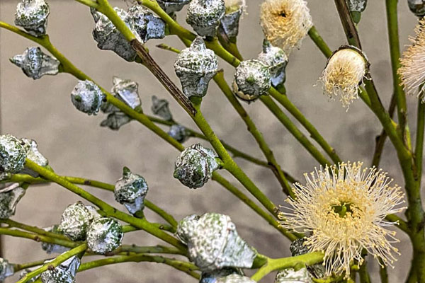 120k/set hoa Tử Châu, chị em nô nức rinh về cắm tím sắc nhà, đốn tim cư dân mạng khiến ai nấy đều nức nở khen-11