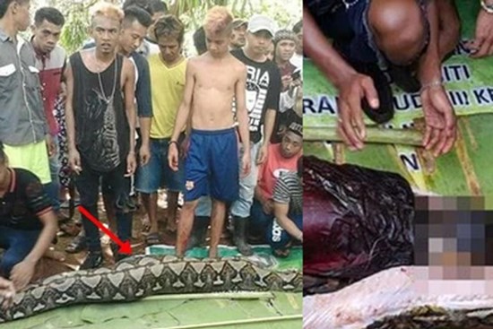 Mẹ ra ngoài rồi biến mất, 2 con trai thấy trăn to đùng trong vườn, bật khóc khi chứng kiến cảnh hệt phim kinh dị trong bụng con vật