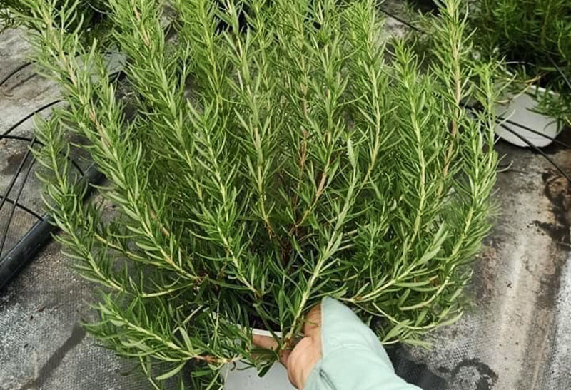 Loại lá bên Tây giá vài triệu/kg, ở Việt Nam chỉ vài chục nghìn đồng-1