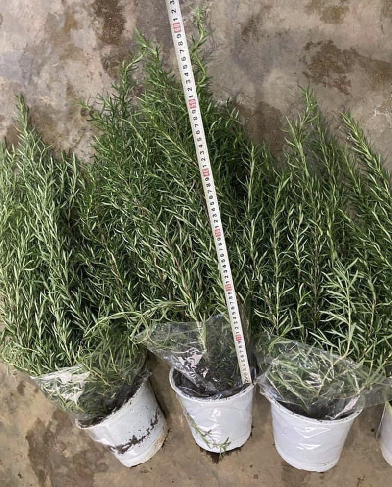 Loại lá bên Tây giá vài triệu/kg, ở Việt Nam chỉ vài chục nghìn đồng-3